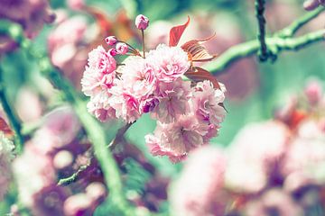 Beautiful Blossom