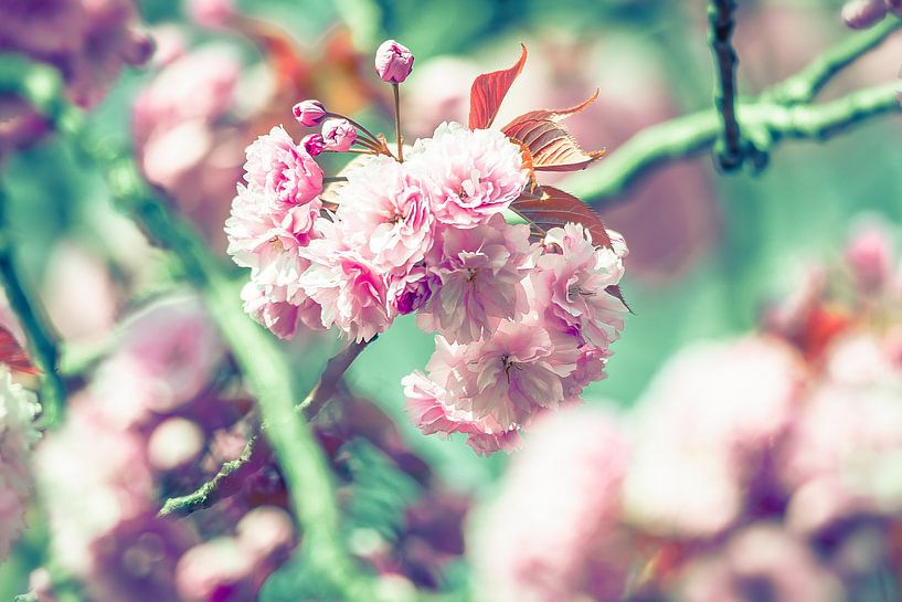 Schöne Blüte von Sebastiaan van Stam Fotografie