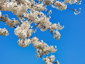 Japanese Cherry Blossom (Sakura) by Eduard Lamping