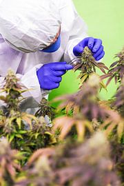 Medische cannabis van Poster Art Shop
