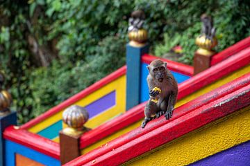 Un singe mange des fruits sur des escaliers colorés. sur Floyd Angenent