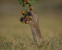 Brombeeren pflücken
