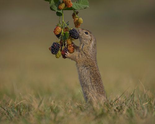 Picking blackberries