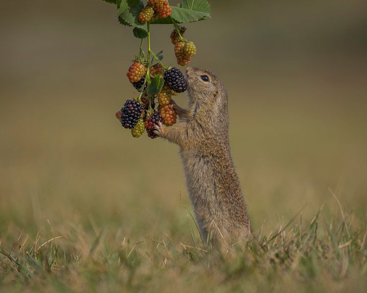 Picking blackberries by Jan-Willem Mantel