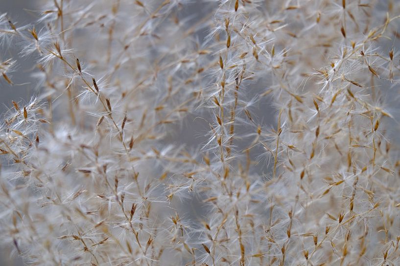 pluizige plantjes par Myrte Wilms