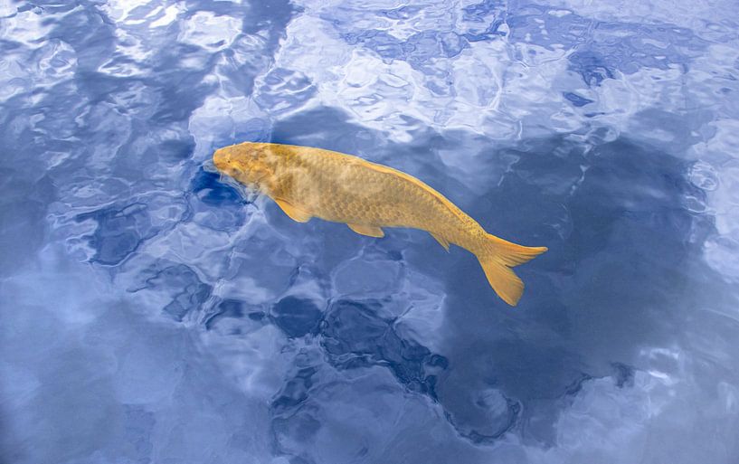 Koi Karpfen, Symbol für Glück und Wohlstand von Dotwood