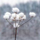 Snowflower by Carla Schenk thumbnail