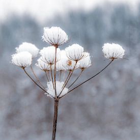 Fleur de neige sur Carla Schenk