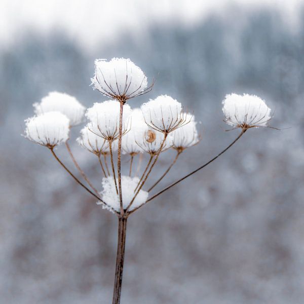 Snowflower by Carla Schenk