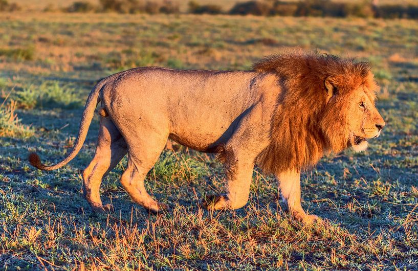 Majestic lion walking in the Masai Mara savanna during daytime par MPfoto71