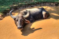 Water Buffalo