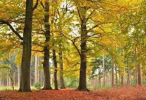 Hêtraie à l'automne II