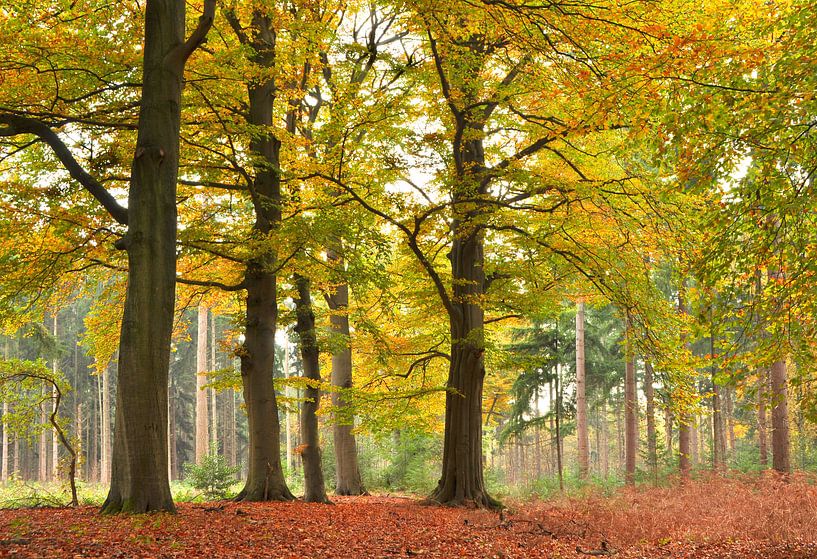 Buchenwald im Herbst II von Corinne Welp