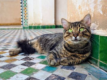 Katze in Marokko von Mariska Jumelet-Boom