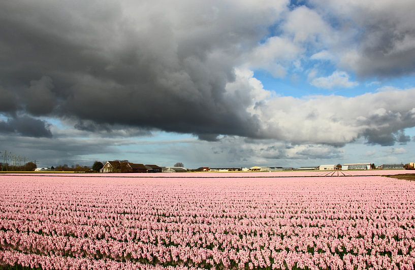 Threatening clouds above flower bulb field by Wilma Overwijn