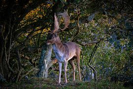 Hirsche in den Dünen von Patricia Van Roosmalen