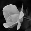 Een roos in zwart-wit van Gerard de Zwaan