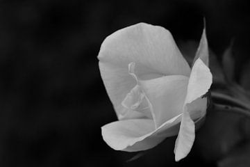 Een roos in zwart-wit