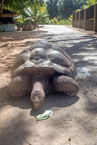 Riesen-Schildkröte auf La Digue (Seychellen)