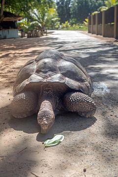 Riesen-Schildkröte auf La Digue (Seychellen) von t.ART