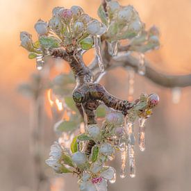 Ice blossom at sunrise by Diana Venis-Kerkhoven