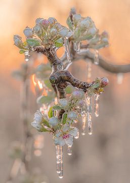 Eisblüte bei Sonnenaufgang von Diana Venis-Kerkhoven