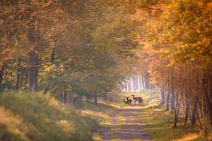 Hirsche im Herbst von Jack Soffers