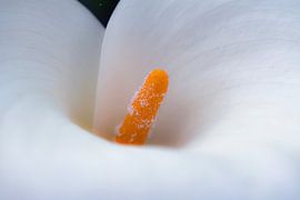 Aronskelk van shoott photography