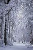 Besneeuwde bomen in Duitsland van Pieter Bezuijen thumbnail