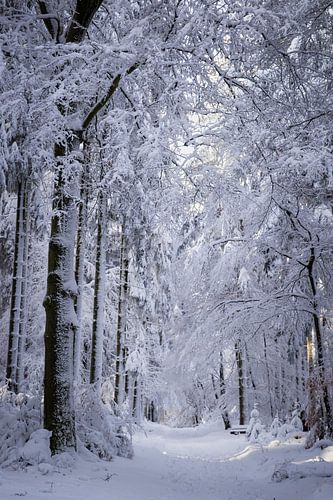 Besneeuwde bomen in Duitsland