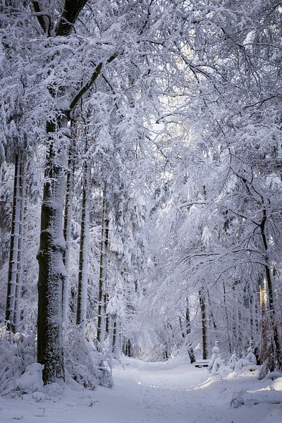 Besneeuwde bomen in Duitsland van Pieter Bezuijen