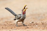 Danse de la came du bec jaune méridional