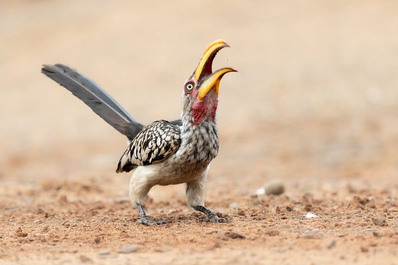 Südlicher Gelbschnabeltanz von Milou Hinssen