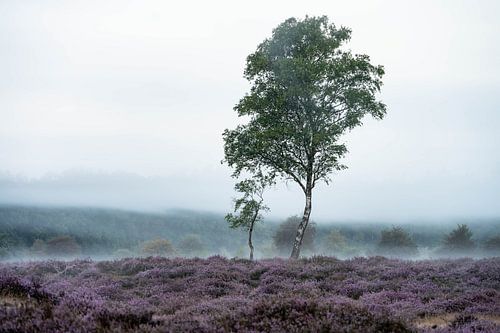 Planken Wambuis part 155