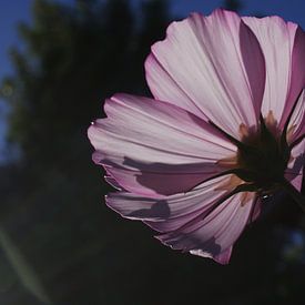 Paarse bloem Christchurch Nieuw Zeeland van Dennis Rietbergen