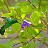 Colibri vert près d'une fleur violette sur Joran Quinten
