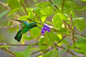 Grüner Kolibri bei violetter Blume