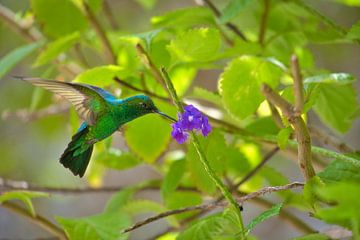 Green hummingbird at purple flower by Joran Quinten