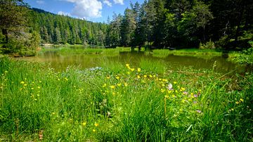 Mer de fleurs au bord du lac