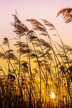 Sun through the reeds