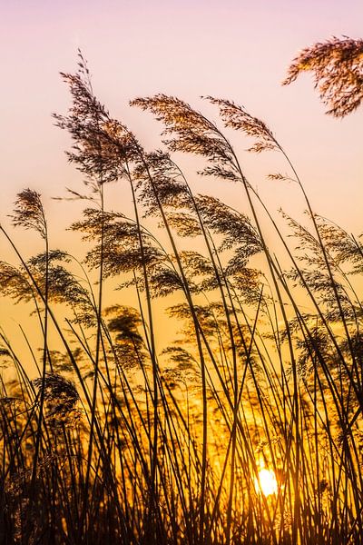 Sun through the reeds by Joost Lagerweij