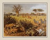 Schoolplate A.M. Koekkoek - "On the edge of the Kalahari" by Anita Meis thumbnail
