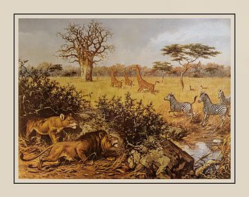 Schoolplaat M.A. Koekkoek - "Aan de rand der Kalahari"