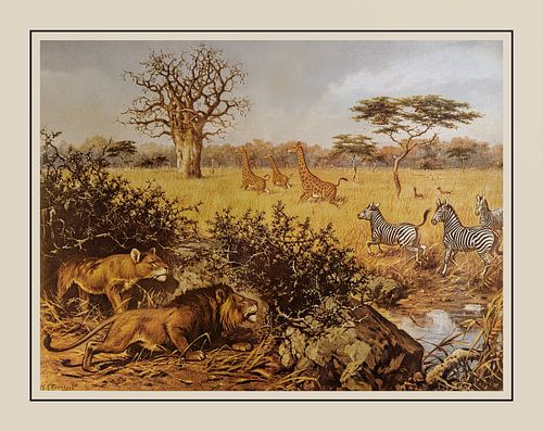 Schoolplaat M.A. Koekkoek - "Aan de rand der Kalahari"