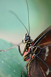 Baby's got blue eyes  van Mark de Vries