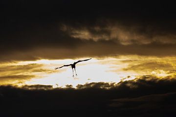 Kraanvogel in Sunset van EFFEKTPHOTOGRAPHY.nl