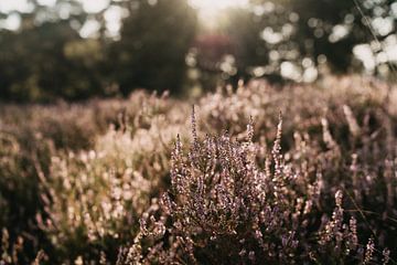 A morning on the Purple Heath by Elke Verbruggen