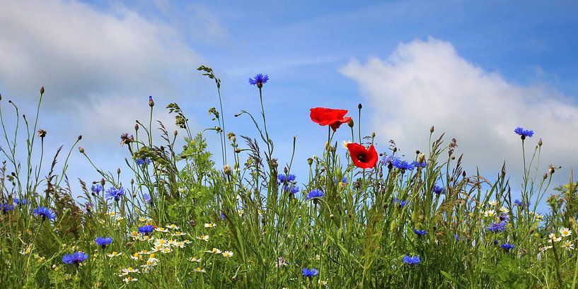 field panorama by Ostsee Bilder