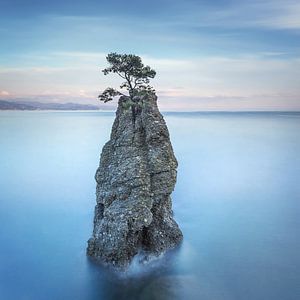Kiefer auf dem Felsen. Lange Belichtung. Portofino, Italien