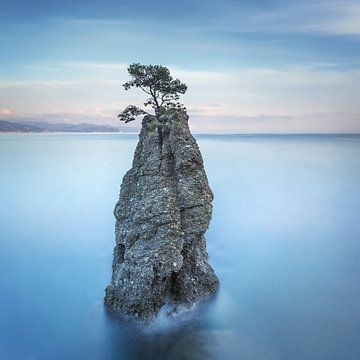 Dennenboom op de rots. Lange belichting. Portofino, Italië van Stefano Orazzini
